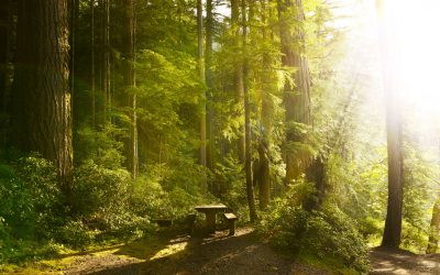 Entspannung durch Waldbaden Zuhause